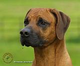 Rhodesian Ridgeback 9M042D-24